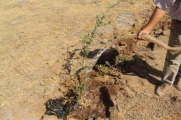 سقاية الأشجار في الغابة الاصطناعية بناحية سيكر
